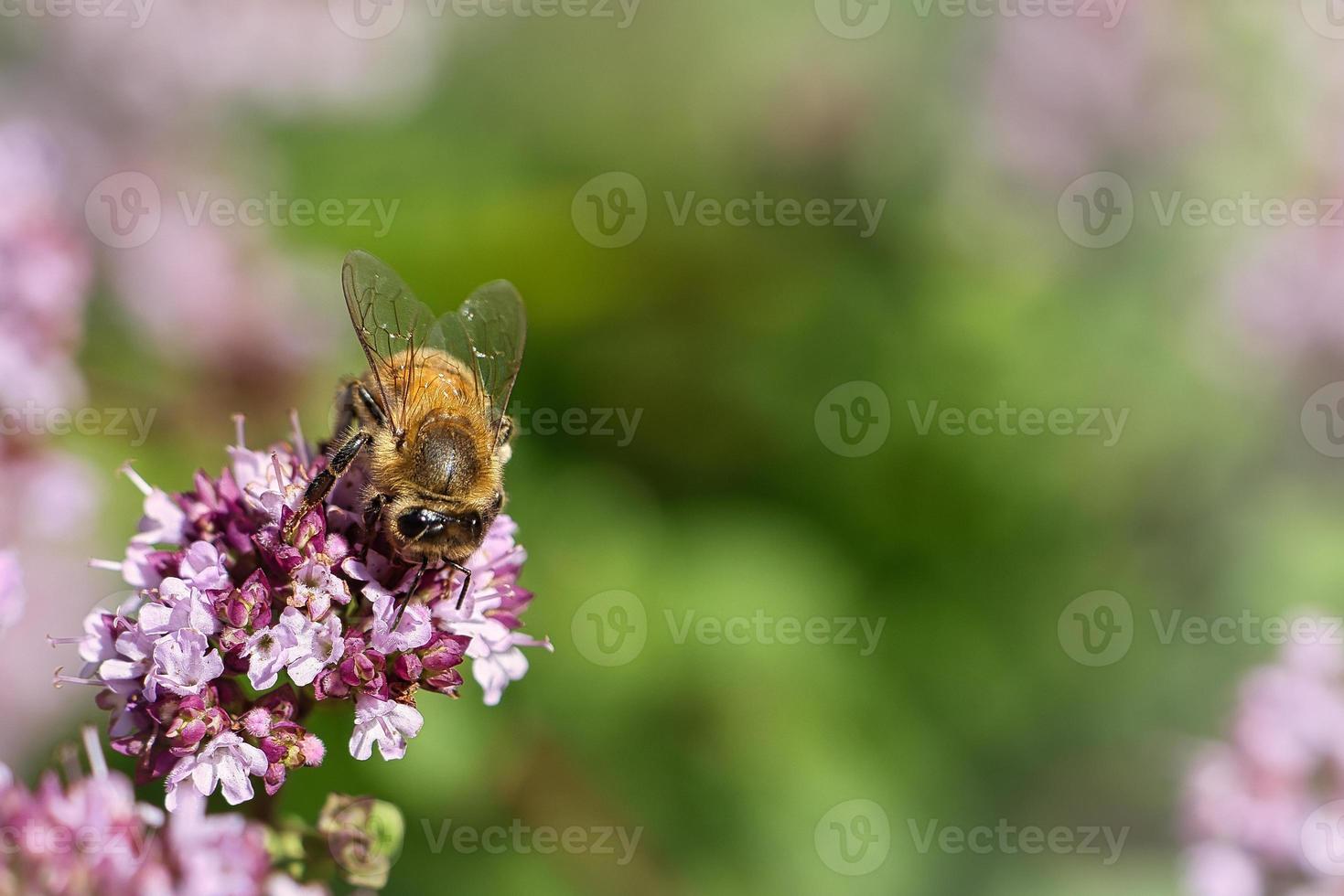 honungsbi som samlar nektar på en blomma av blomsterfjärilsbusken. upptagna insekter foto