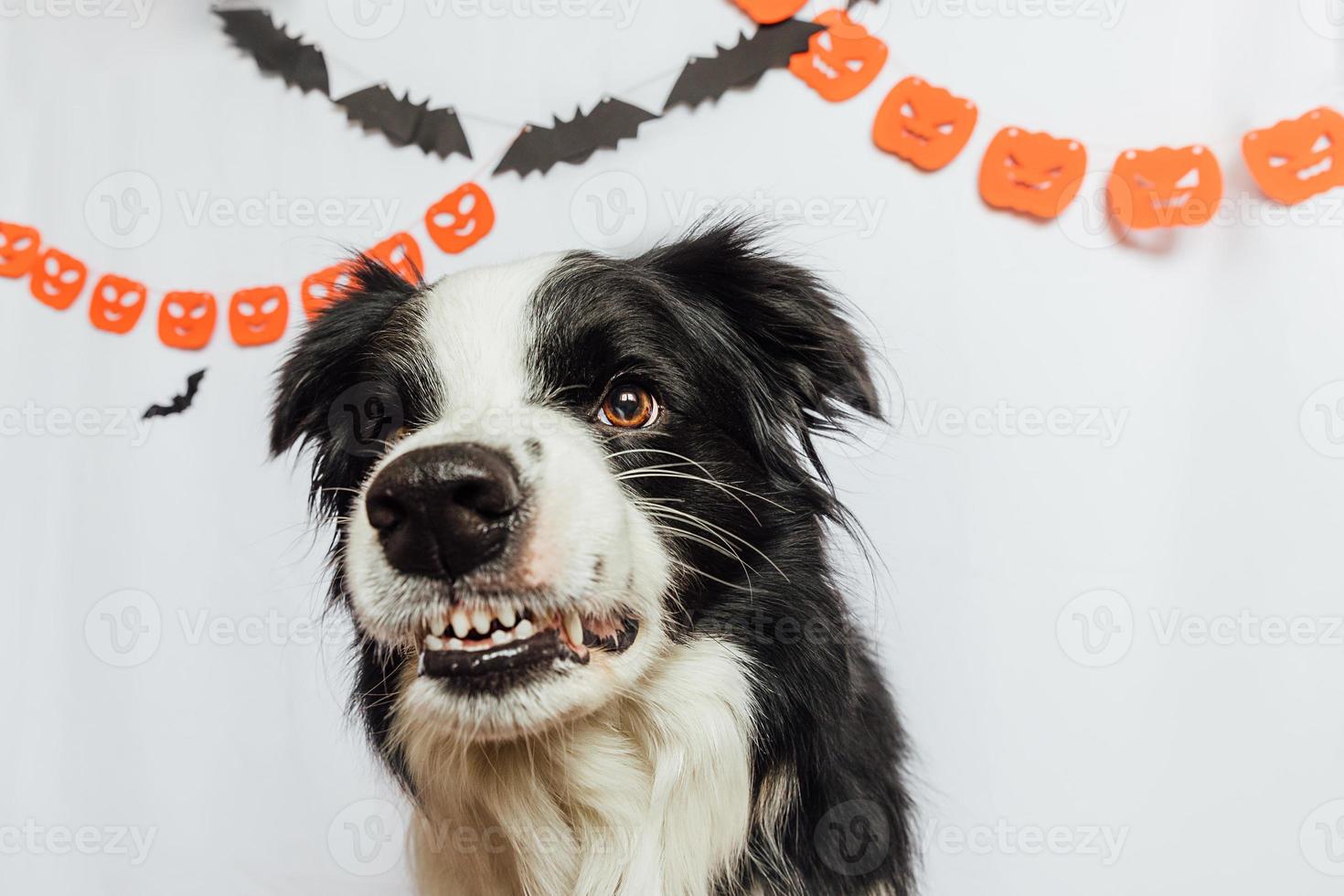 trick or treat koncept. rolig hundvalp border collie med skrämmande och läskigt roligt leende halloween ansikte på vit bakgrund med halloween girlander dekorationer. förberedelse för halloweenfest. foto