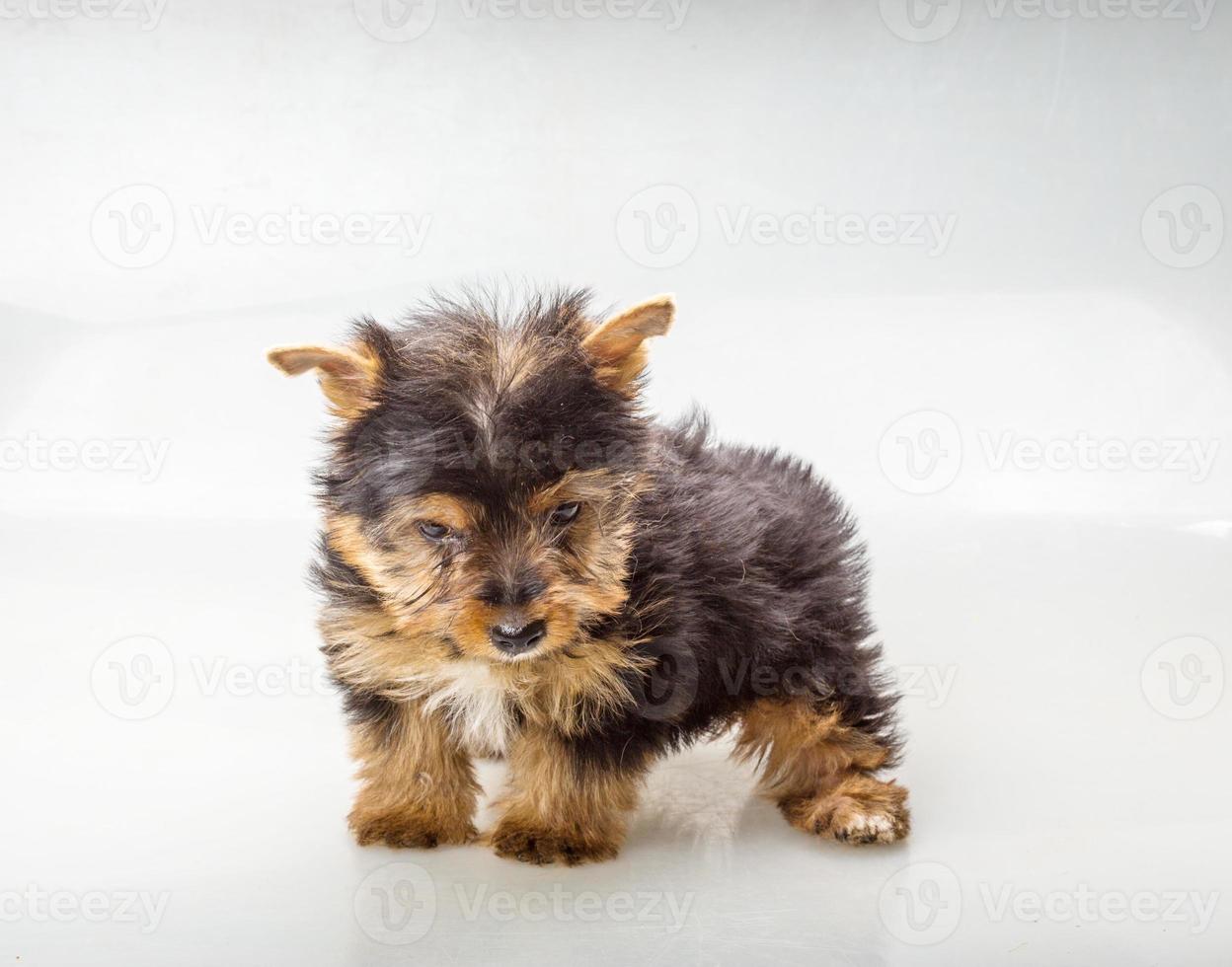 yorkshire terrier på vit bakgrund foto