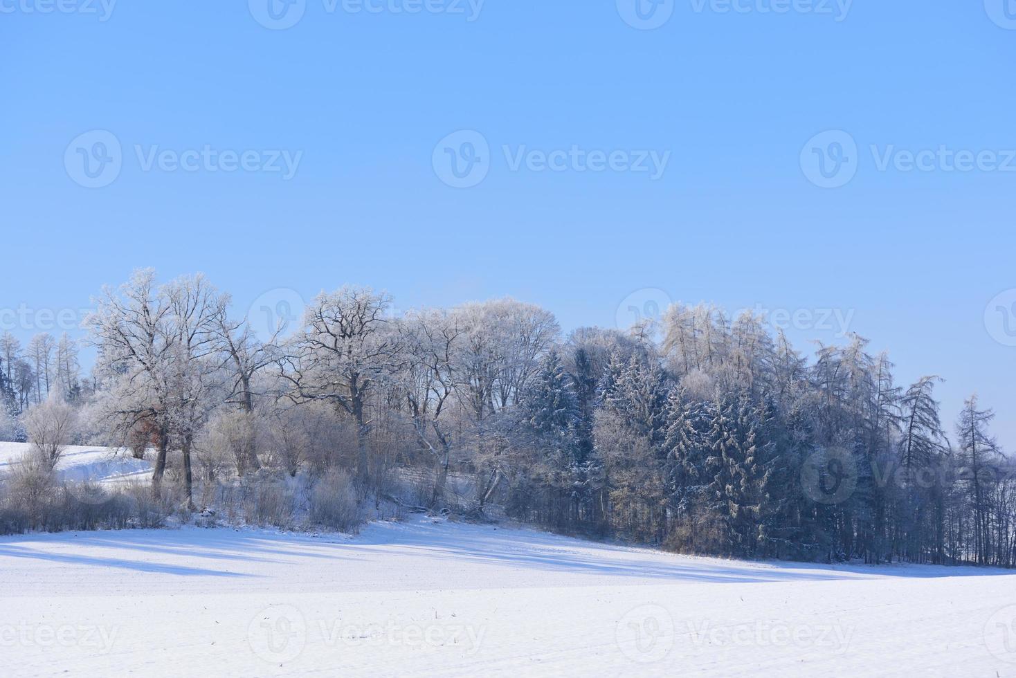 vinter- landskap i bavaria med träd och snö, bred fält täckt med snö, i främre av en blå himmel foto
