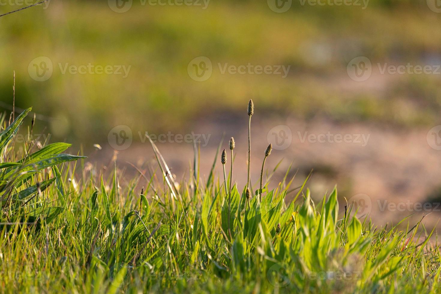 ribwort groblad växter och frodig grön gräs i de fält foto