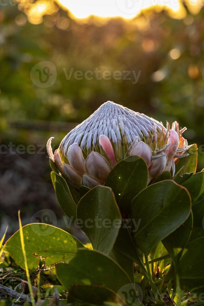 drottning protea i natur foto