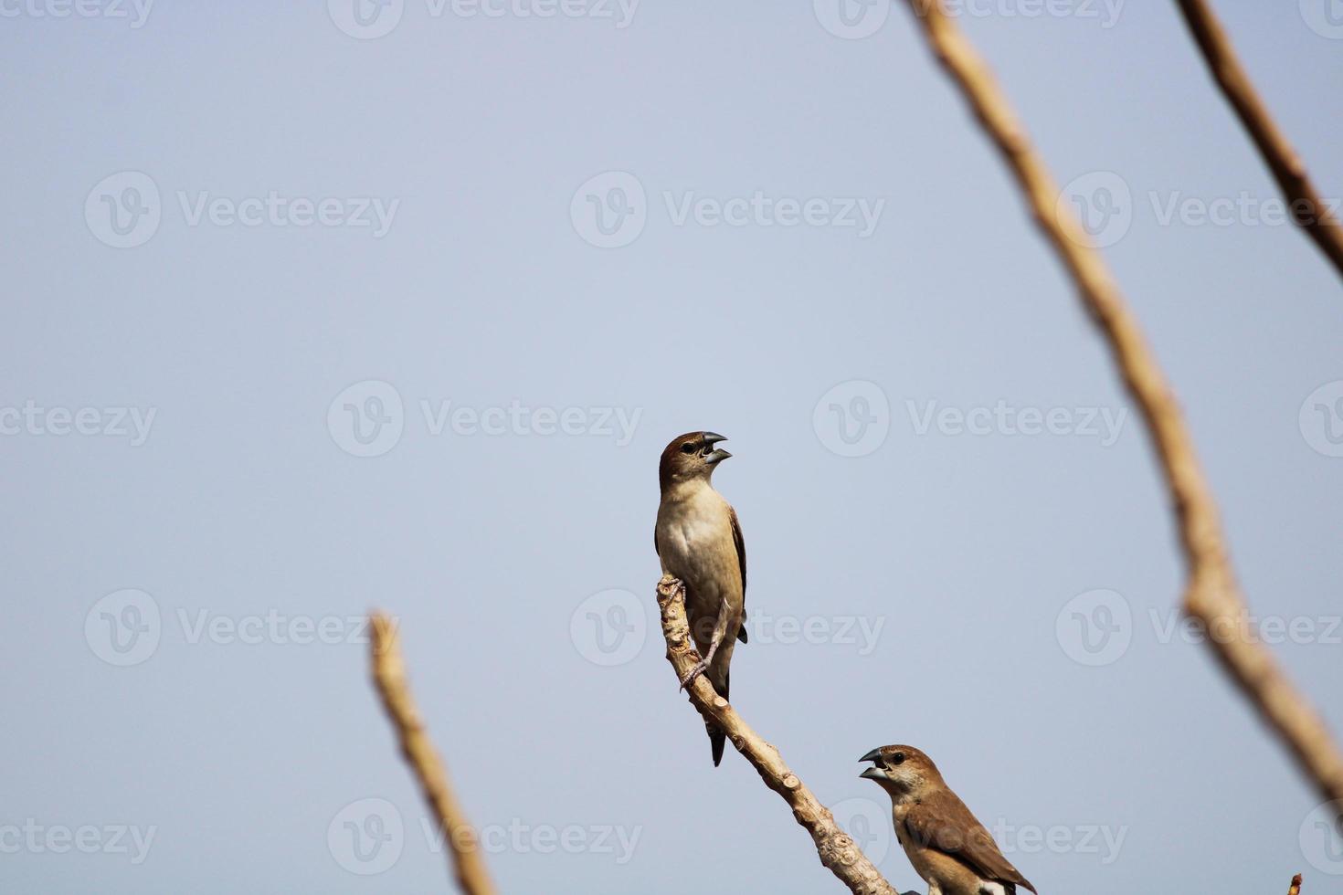 indisk silverbill fåglar, bellary. foto