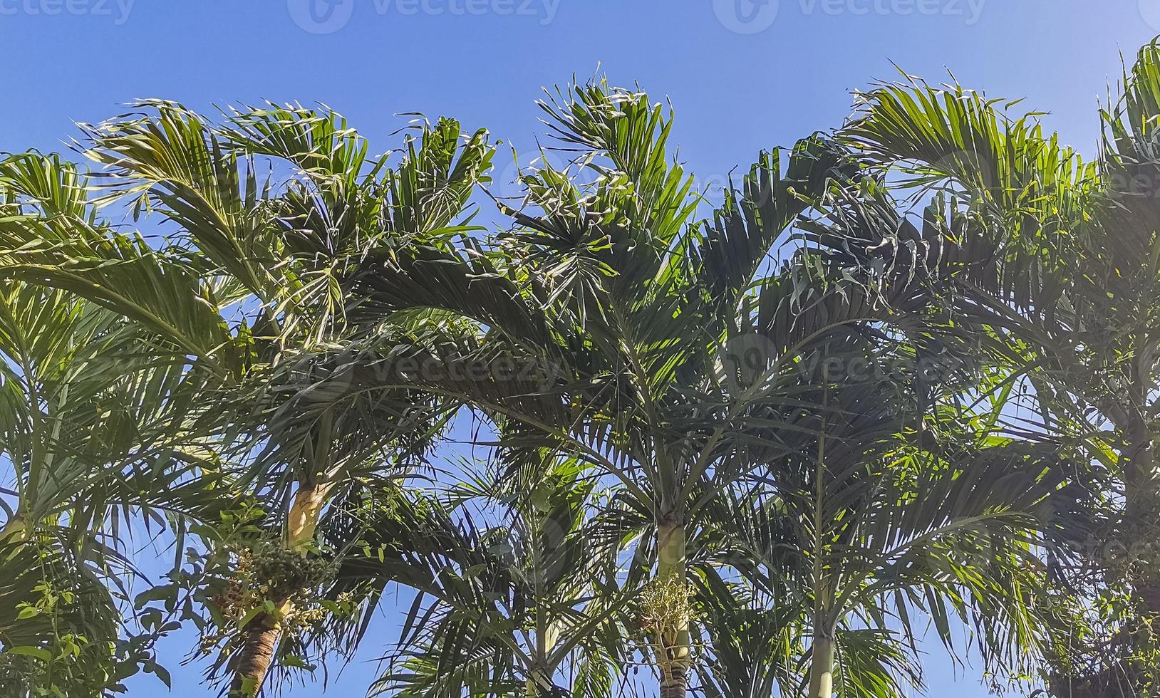 tropiska palmer kokosnötter blå himmel i tulum Mexiko. foto