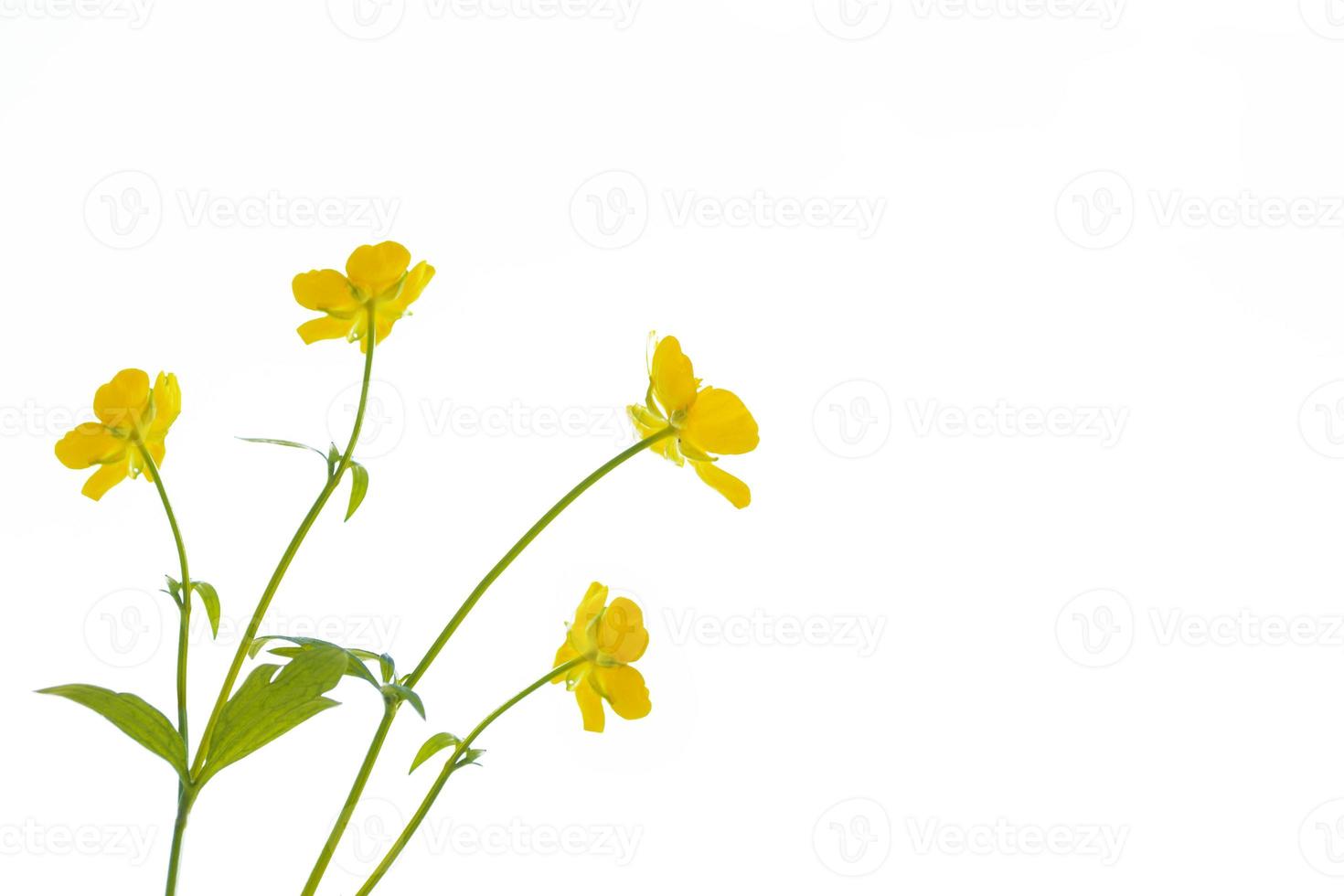 gula vilda blommor smörblommor isolerad på vit bakgrund. foto