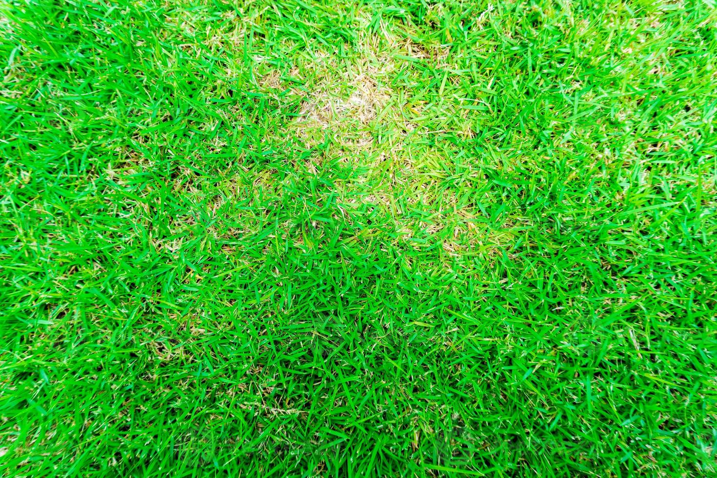 gröna blad bakgrund nära naturen foto