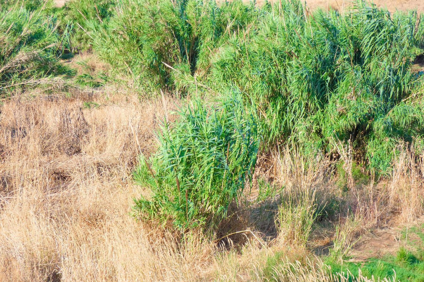 vegetation i de närhet av en flod, torr gräs foto