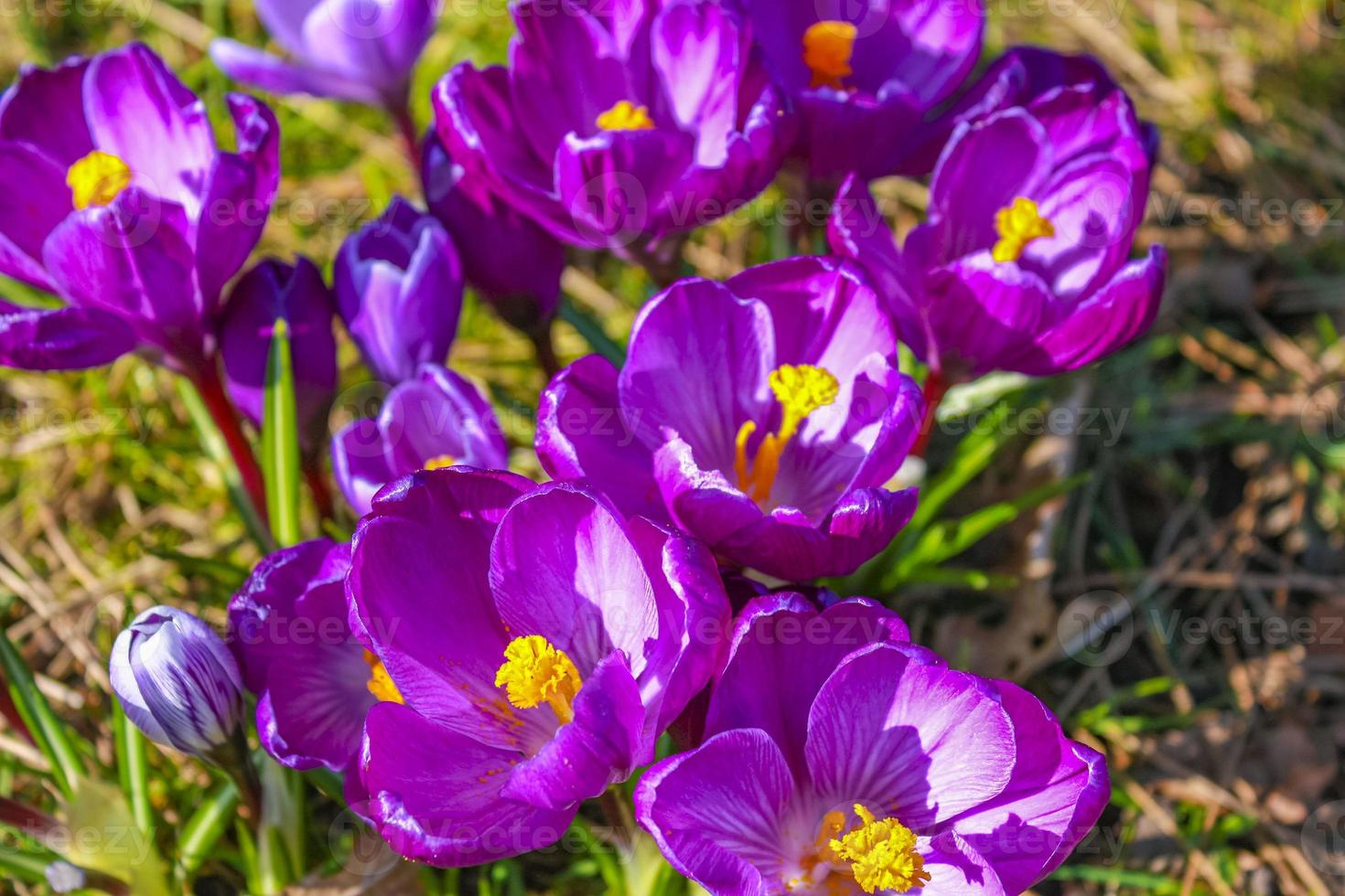 krokus på de skog golv med lövverk och gräs Tyskland. foto