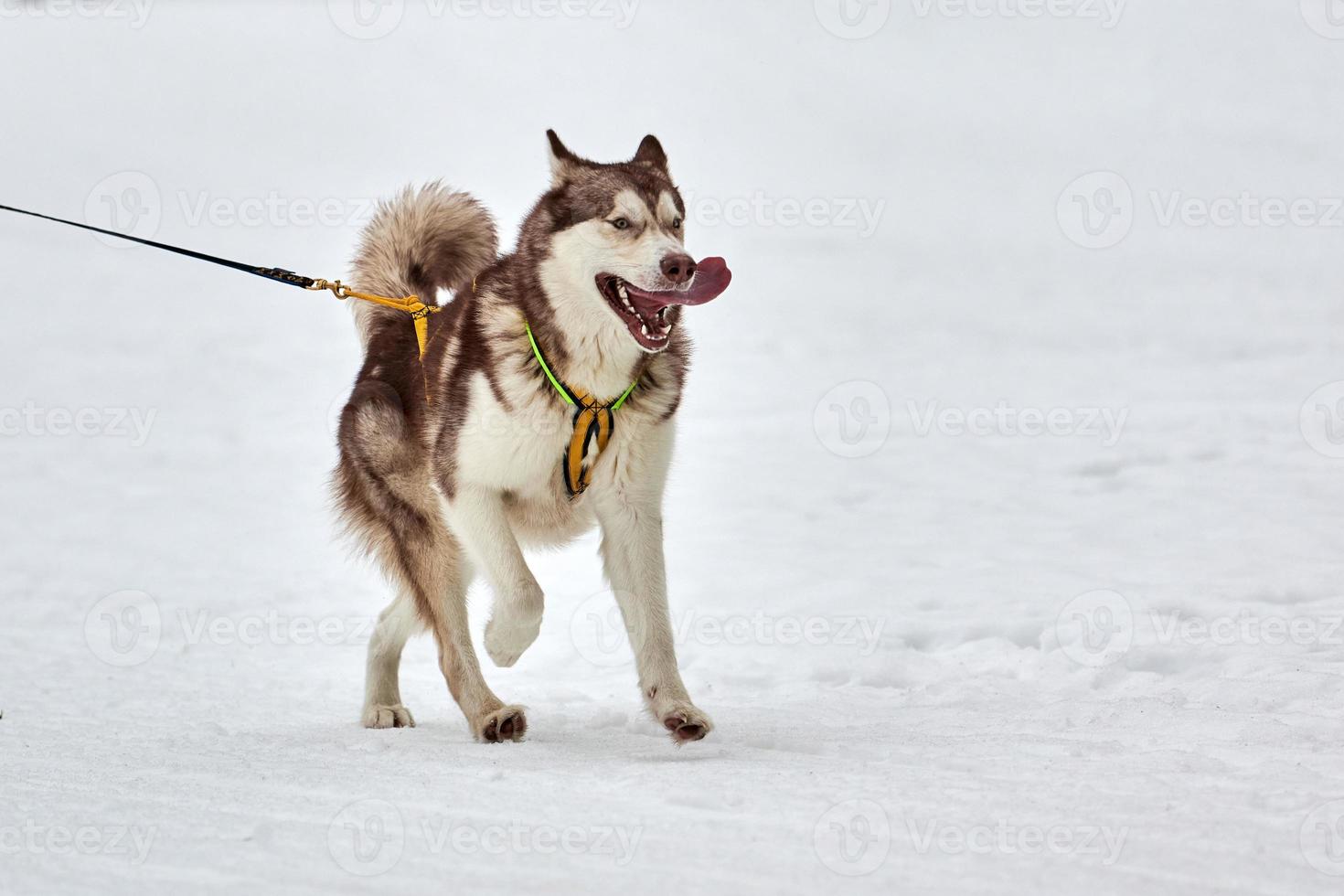 kör husky hund på slädhund racing foto