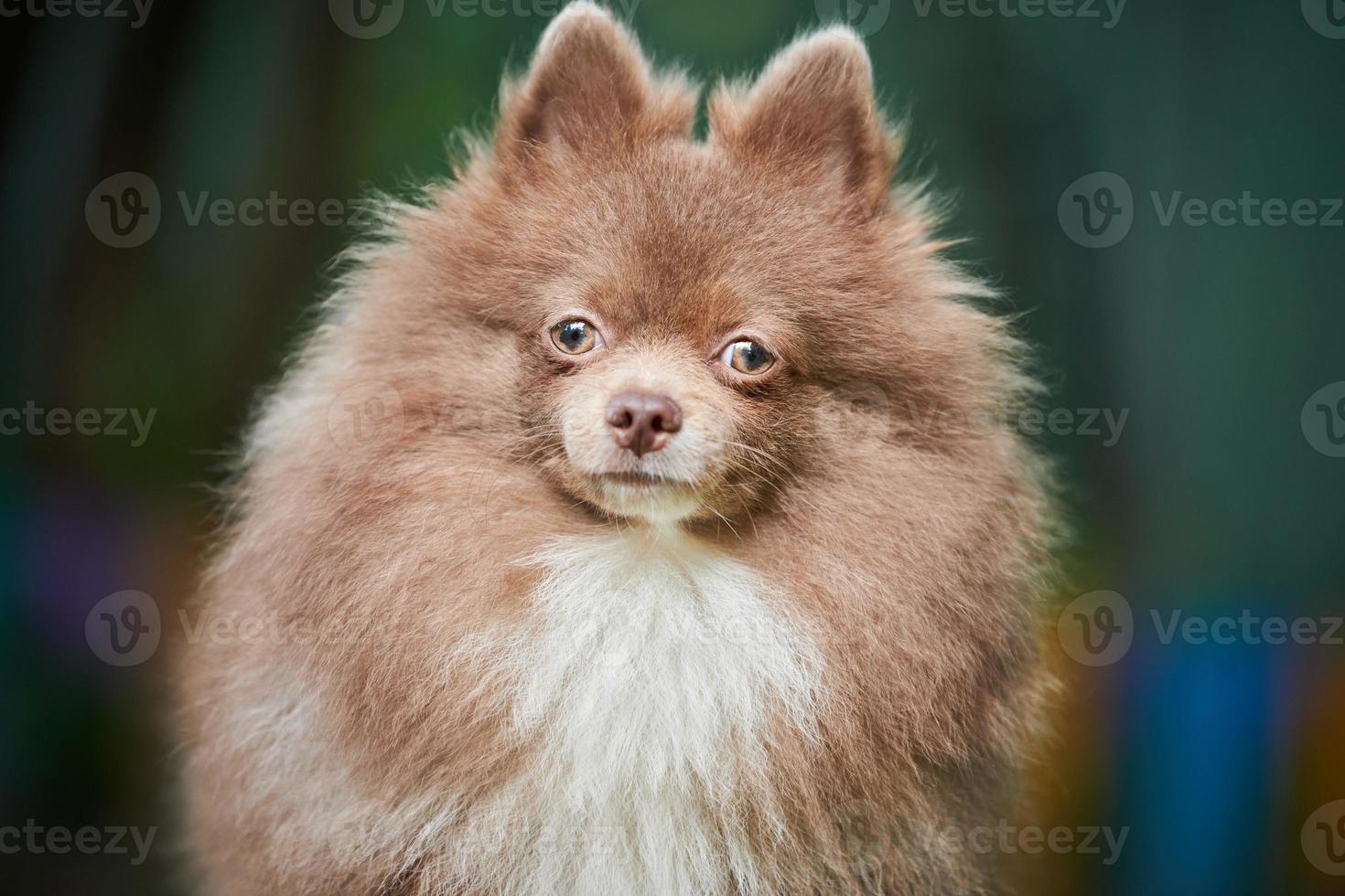 pomeranian spitz hund i trädgården foto