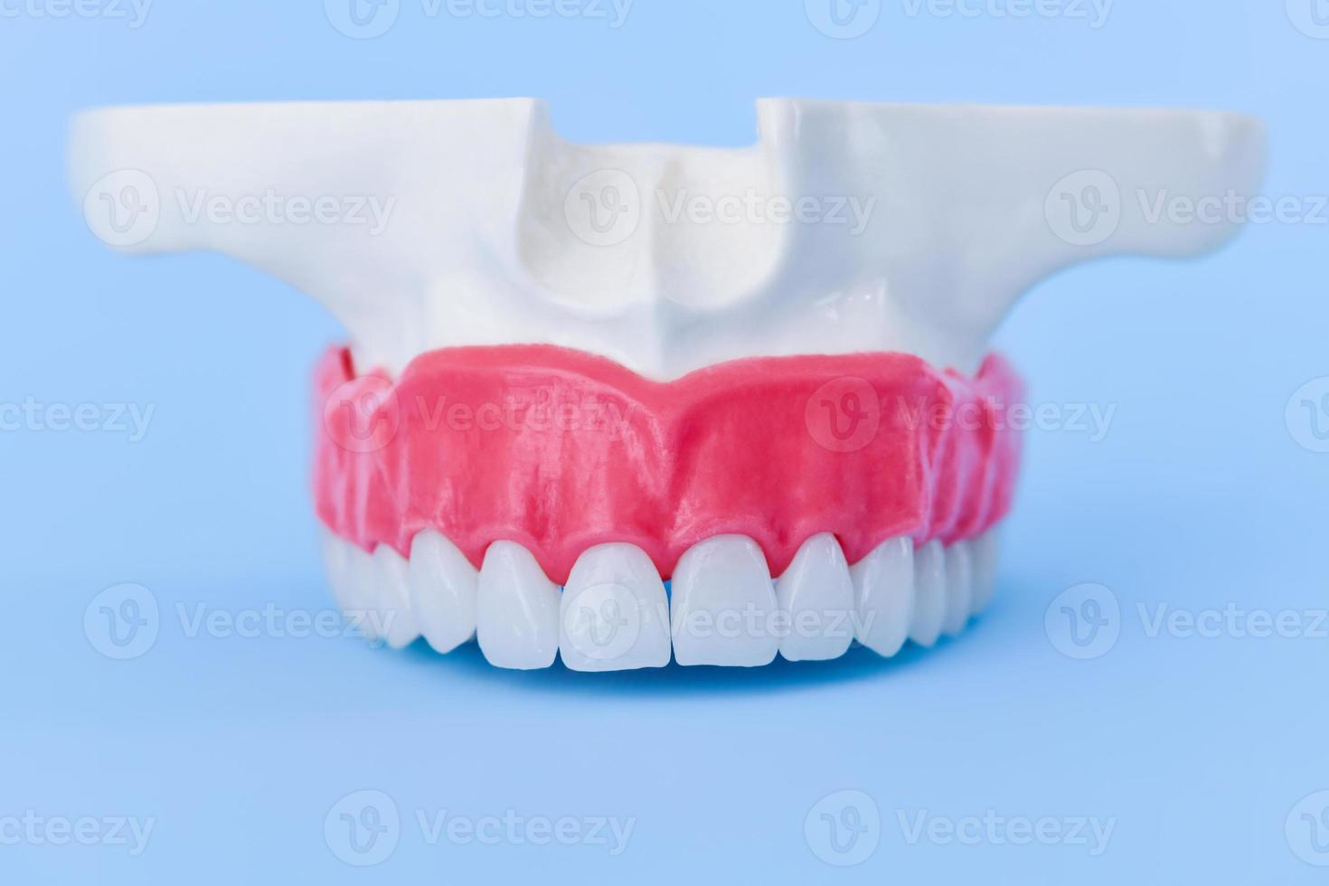 övre mänsklig käke med tänder och tandkött anatomi modell foto