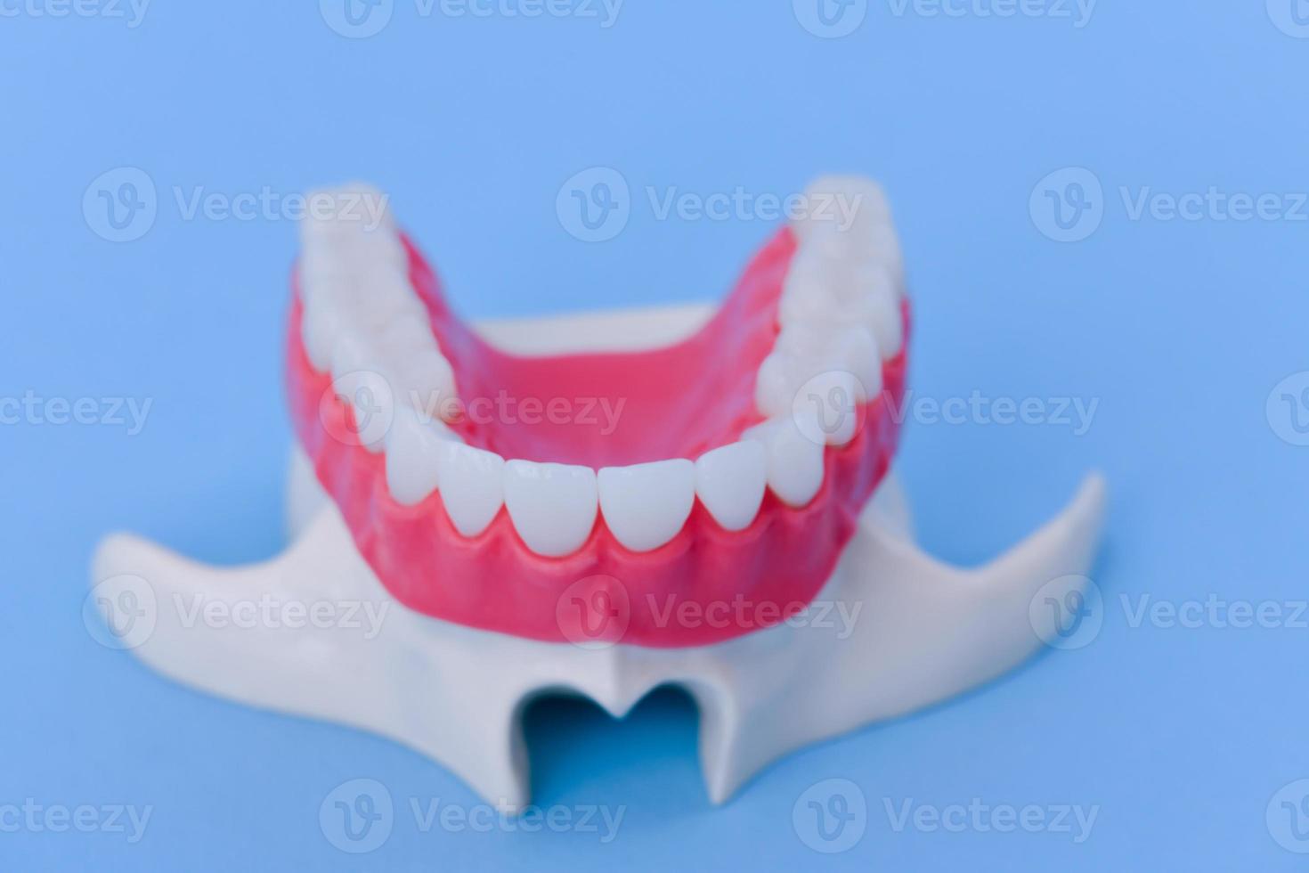 övre mänsklig käke med tänder och tandkött anatomi modell foto