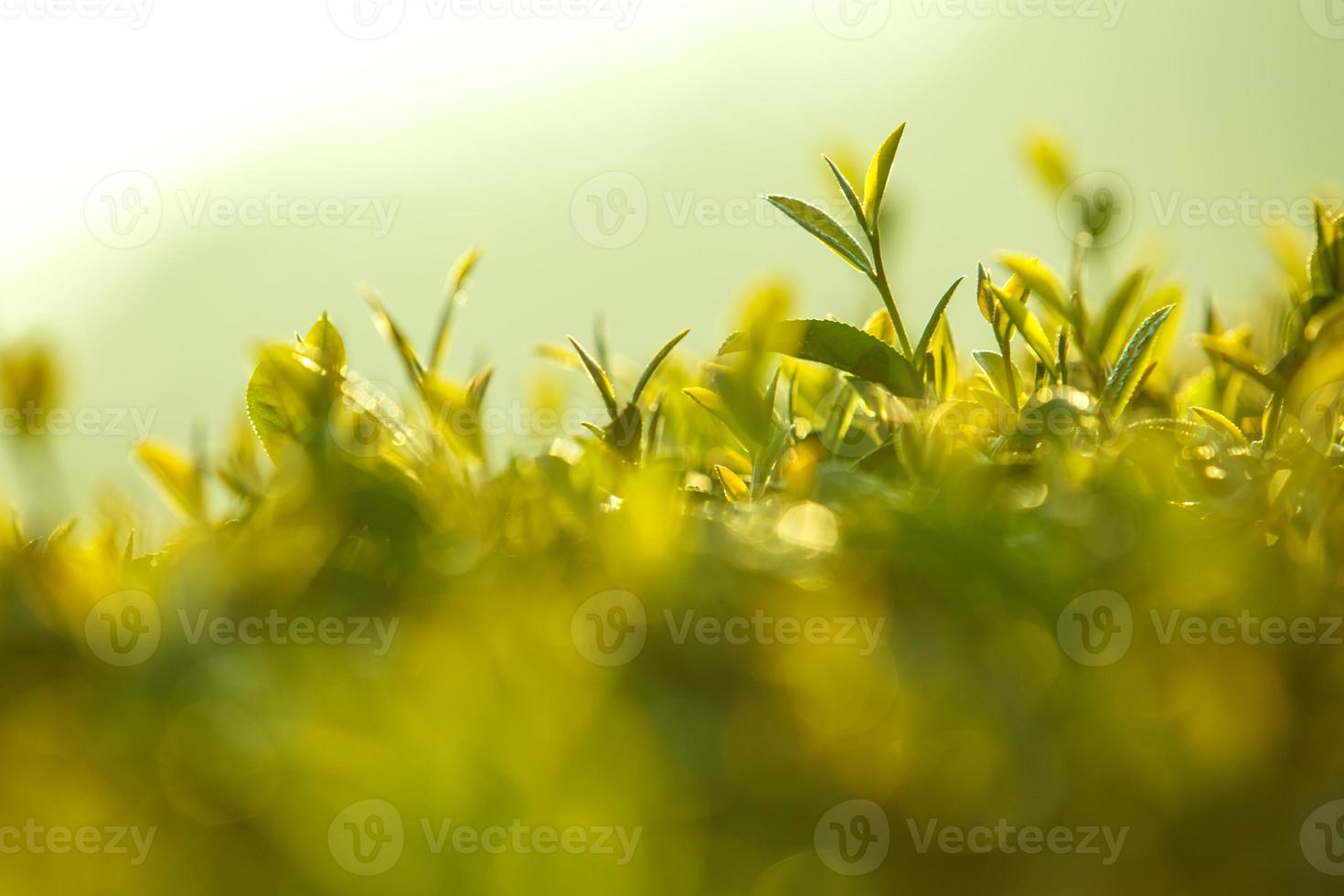 te blad med morgon- gyllene solljus foto