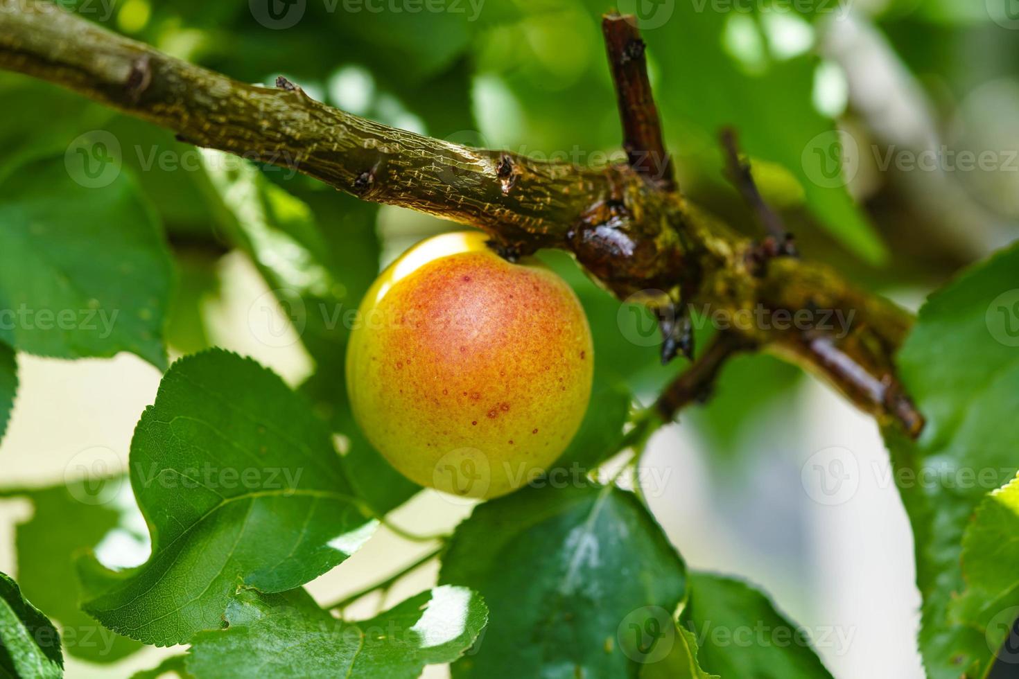 aprikos prunus armeniaca i de gammal landa Nästa till hamburg foto