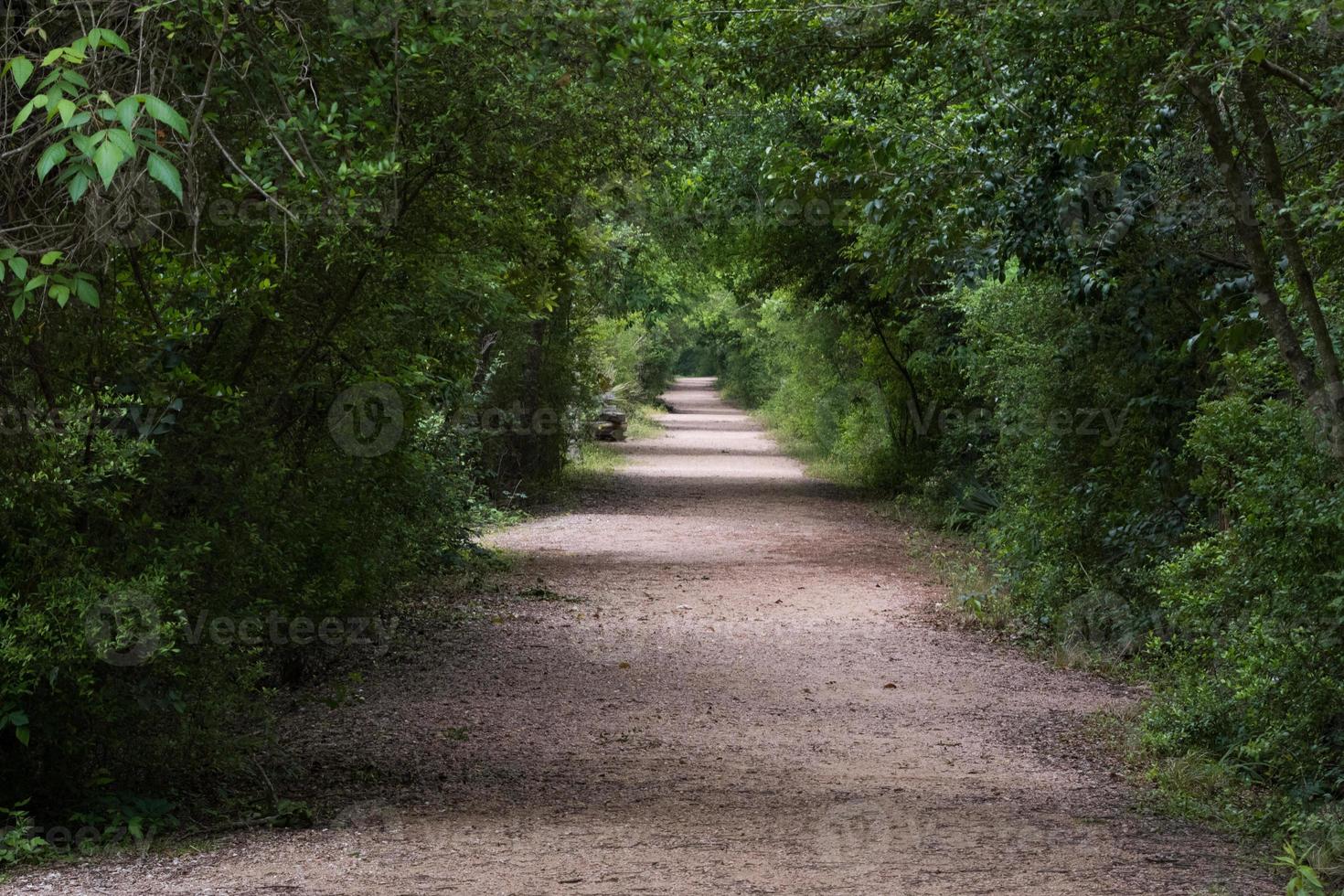 en gående väg under tät vegetation försvinner i de långt distans, skapande en försvinnande punkt. foto