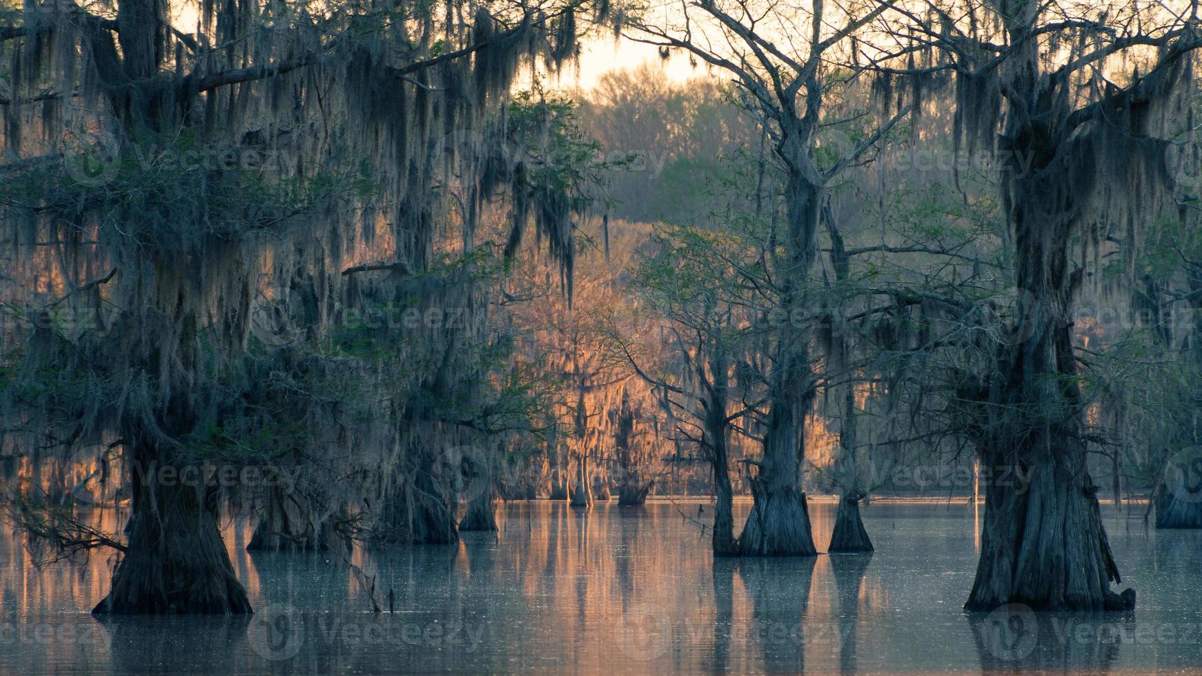 en känsla av mysterium bebor de översvämmad skog av caddo sjö i nordost texas. foto