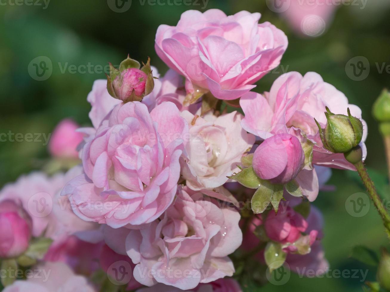 en blomning rosa reste sig buske. foto