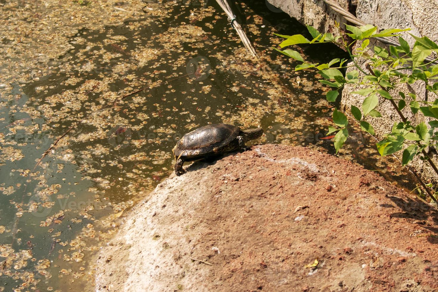 flod sköldpadda i de livsmiljö. sköldpadda i de vatten och sola på de rocks. foto