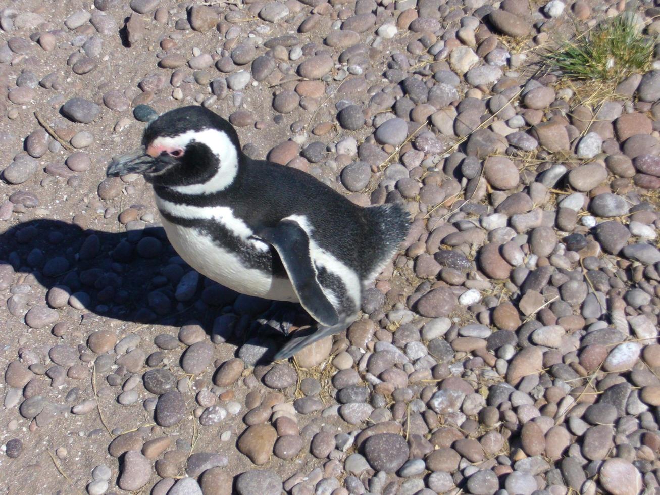 magellanic pingvin eller spheniskus magellanicus, i de vild foto