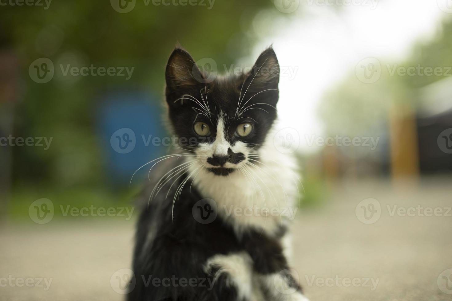 hemlös kattunge på de gata. liten sällskapsdjur. svart vit kattunge med en glad mustasch. foto