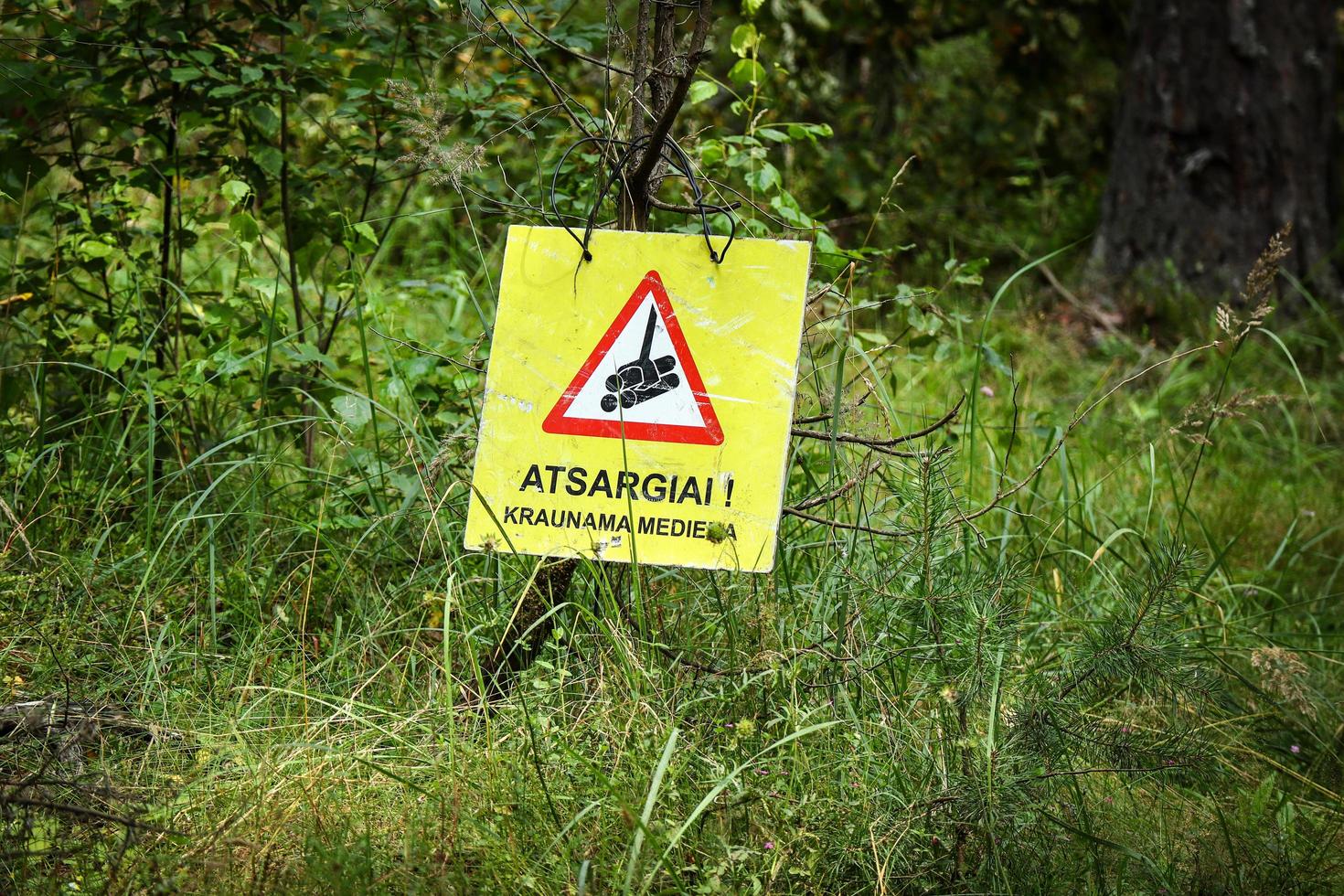 skog skärande tecken med röd triangel varning hängande på gren i sommar skog i lång gräs foto