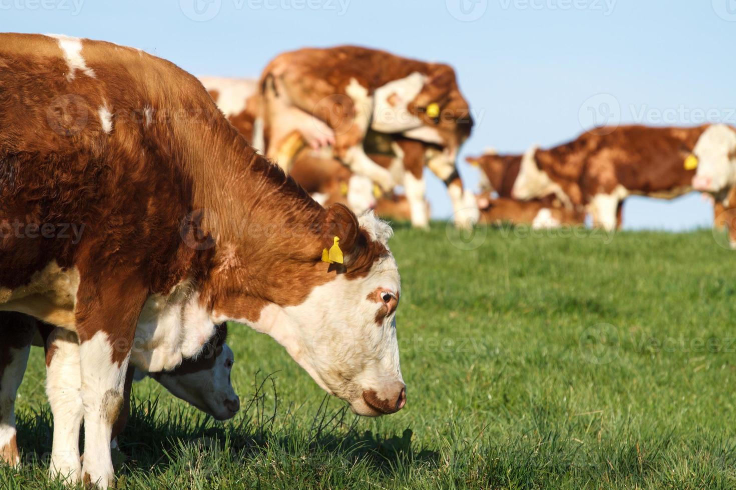 mjölkkor, kalvar och tjurar i betesmark foto