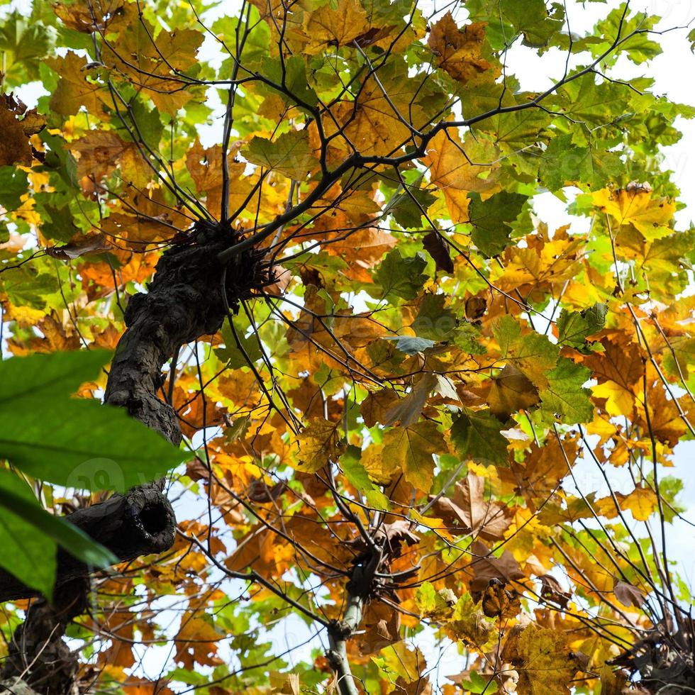 gul och grön lövverk av lönn träd i höst foto