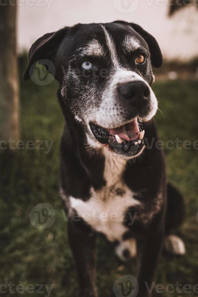 porträtt av hund med 2 annorlunda ögon Färg foto