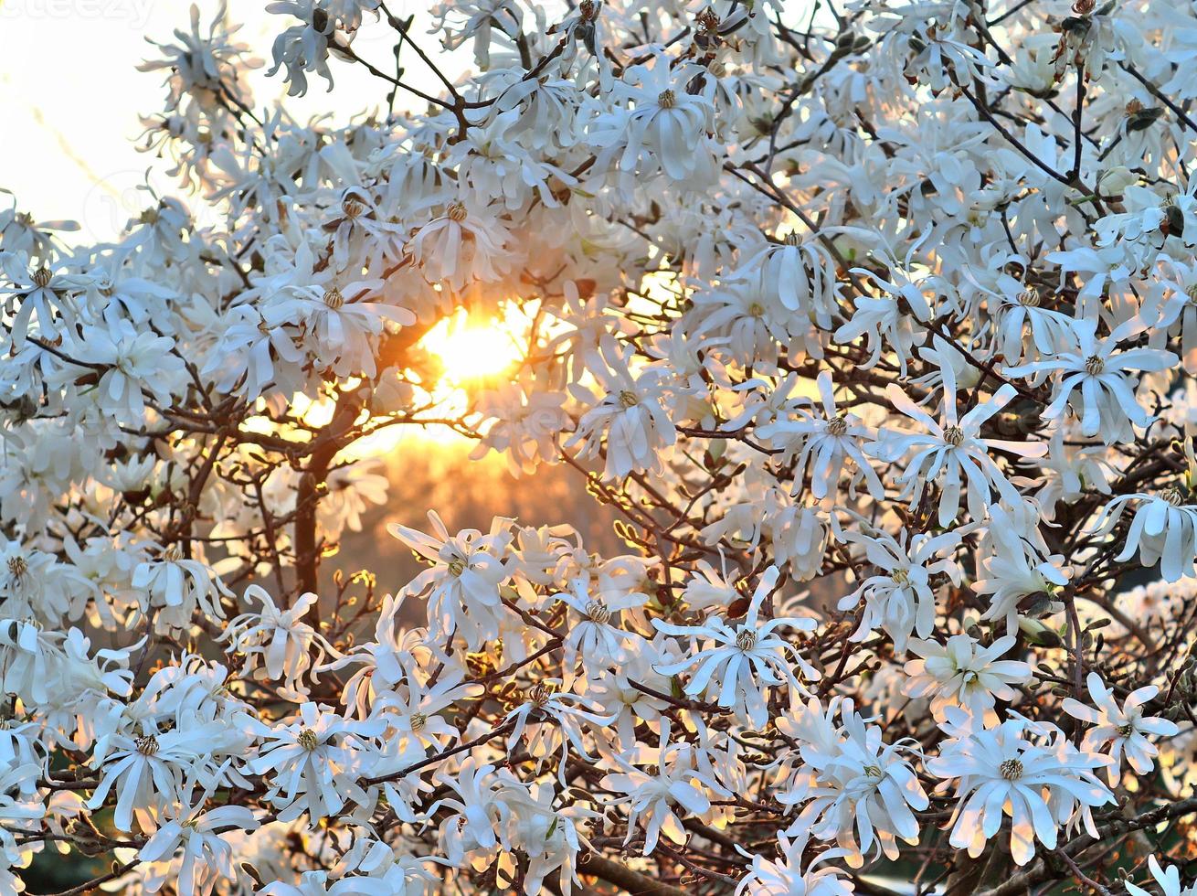 vackra körsbärs- och plommonträd som blommar under våren med färgglada blommor foto