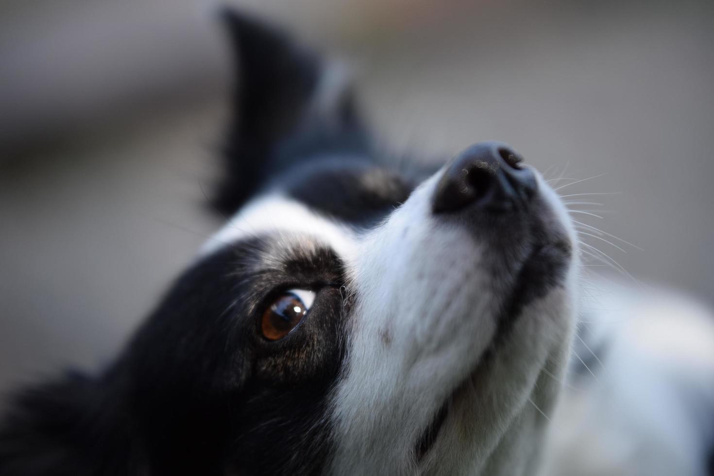 skeptisk hund valp aussie foto