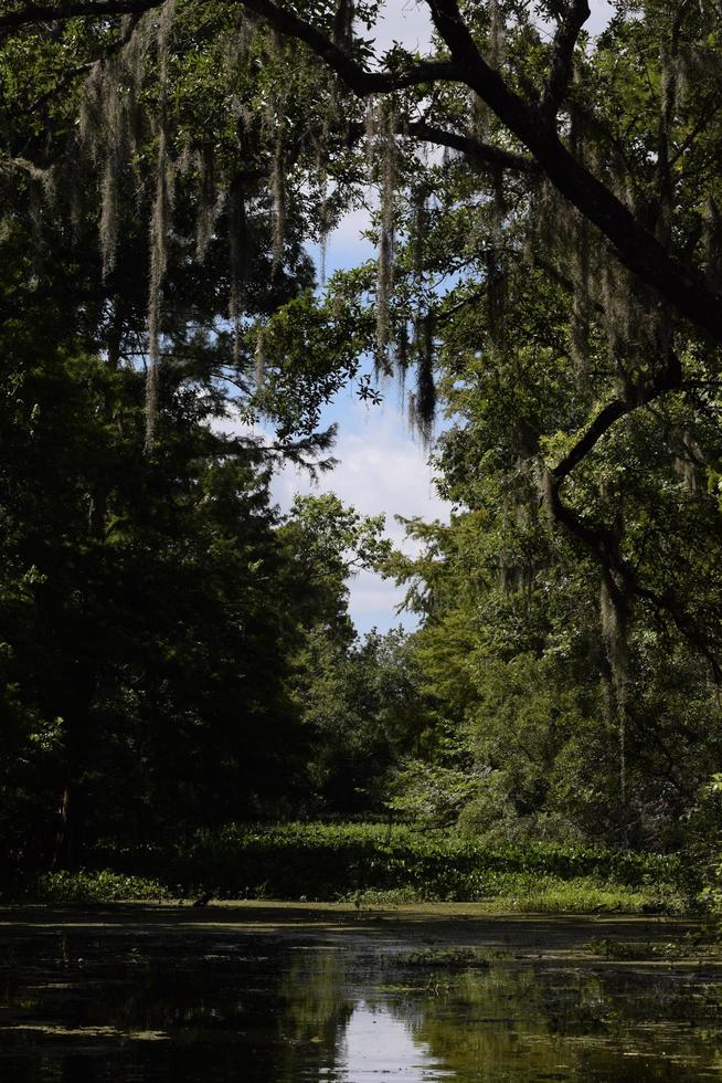 louisiana träsk våtmarker foto