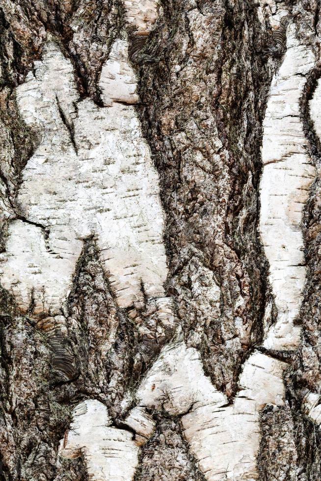 fårade bark på mogna trunk av björk träd foto