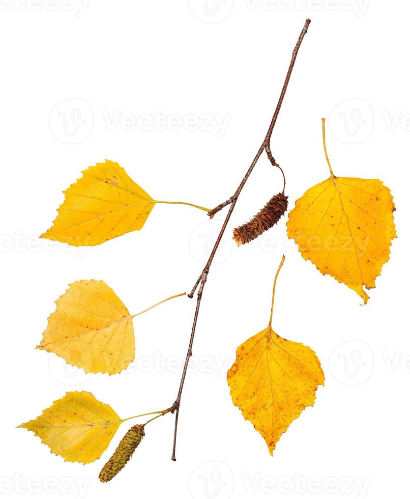 gren med gul höst löv av björk träd foto