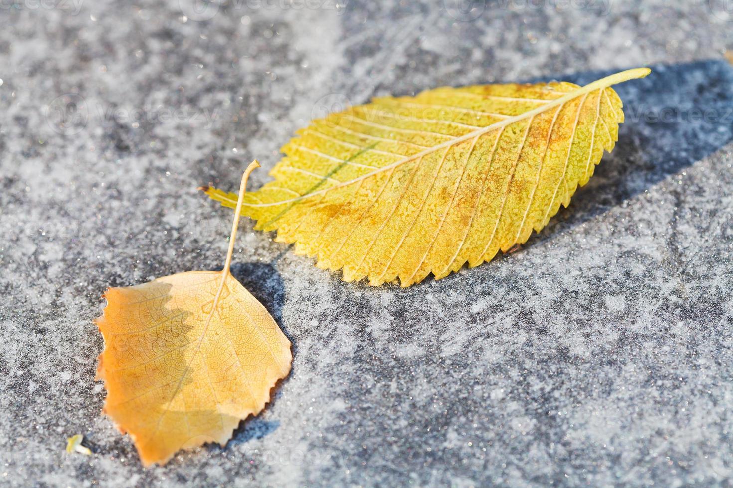 först frost och fallen björk löv foto