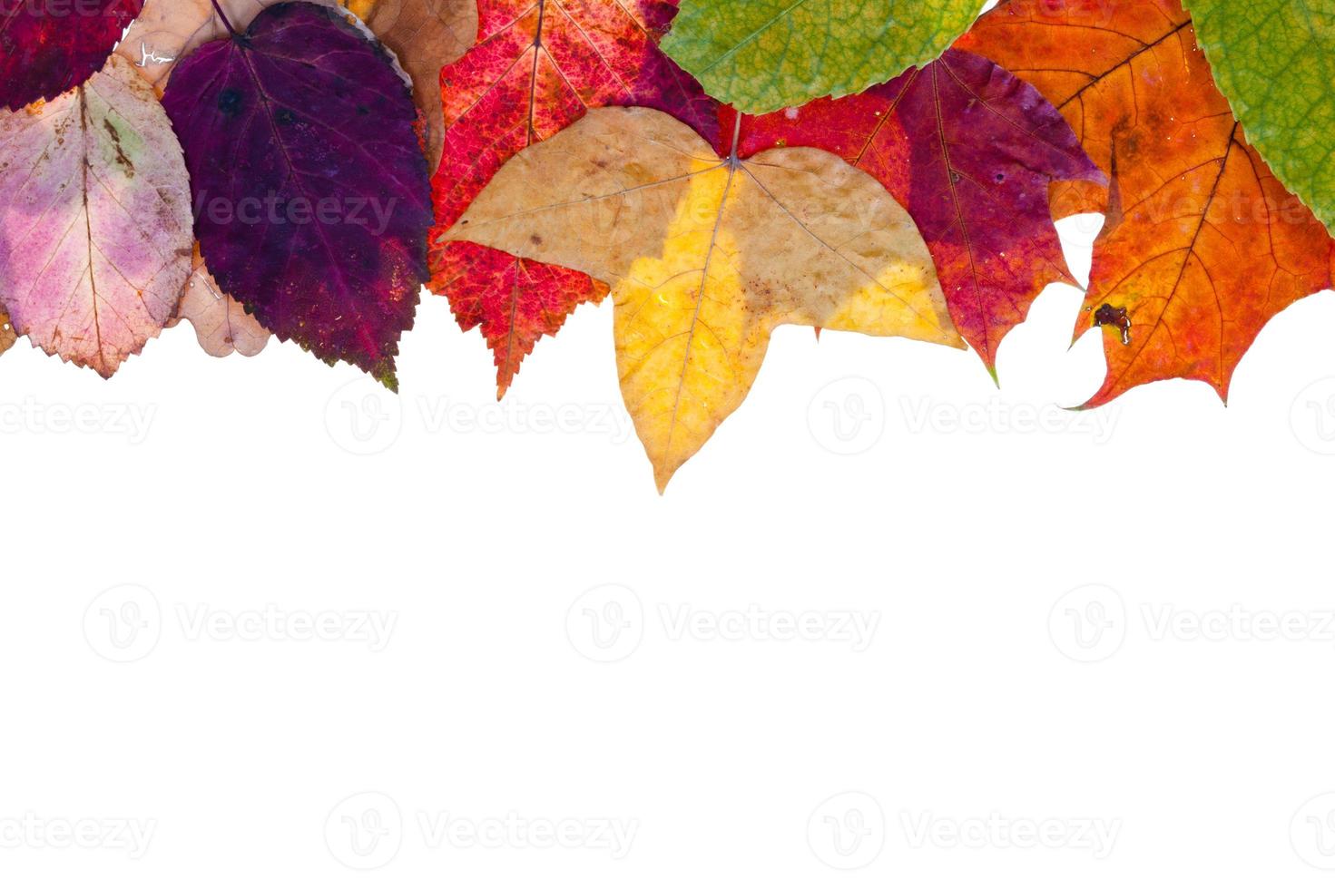 ett sida ram från flerfärgad höst löv foto