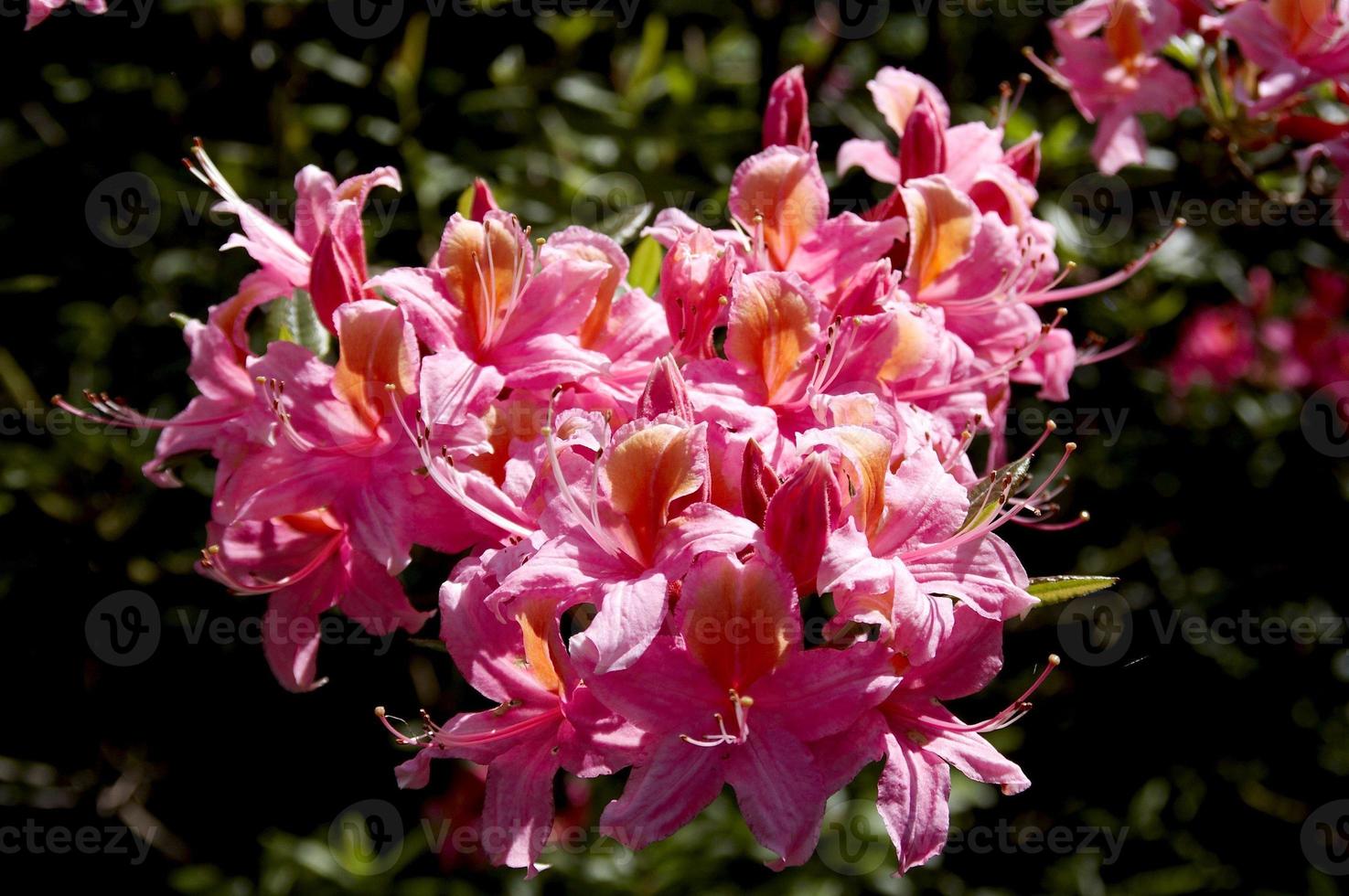 underbart blomma av en rhododendron foto