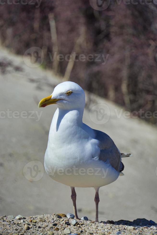 europeisk sillmås på Helgoland foto