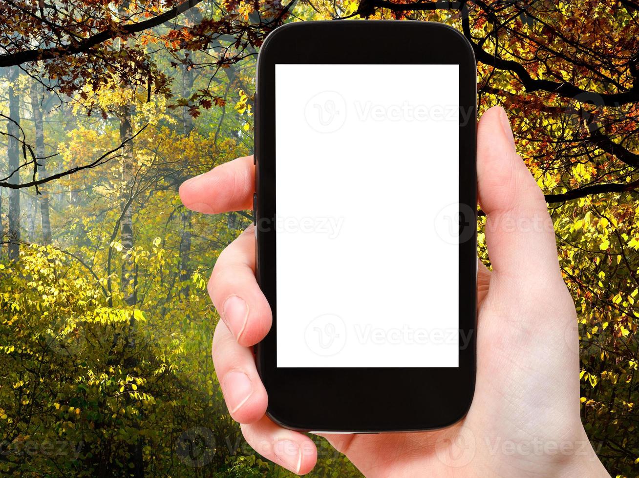 smartphone med skära ut skärm och höst trän foto