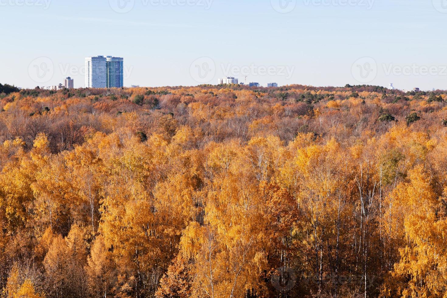 gul skog träd och urban hus i solig dag foto