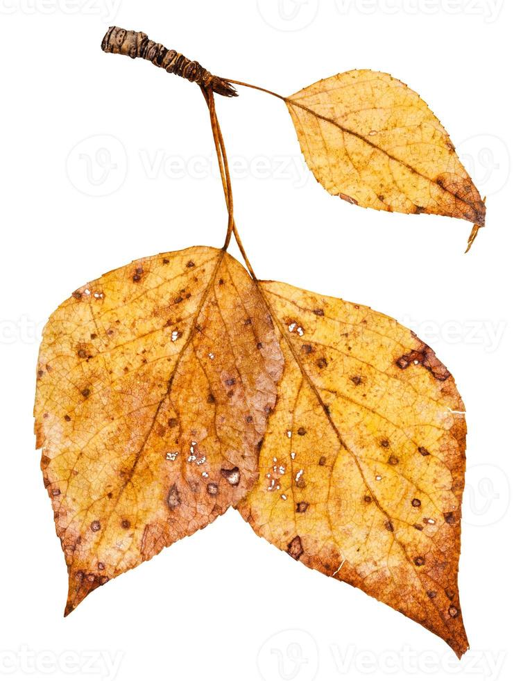 gren med gul höst löv av poppel träd foto