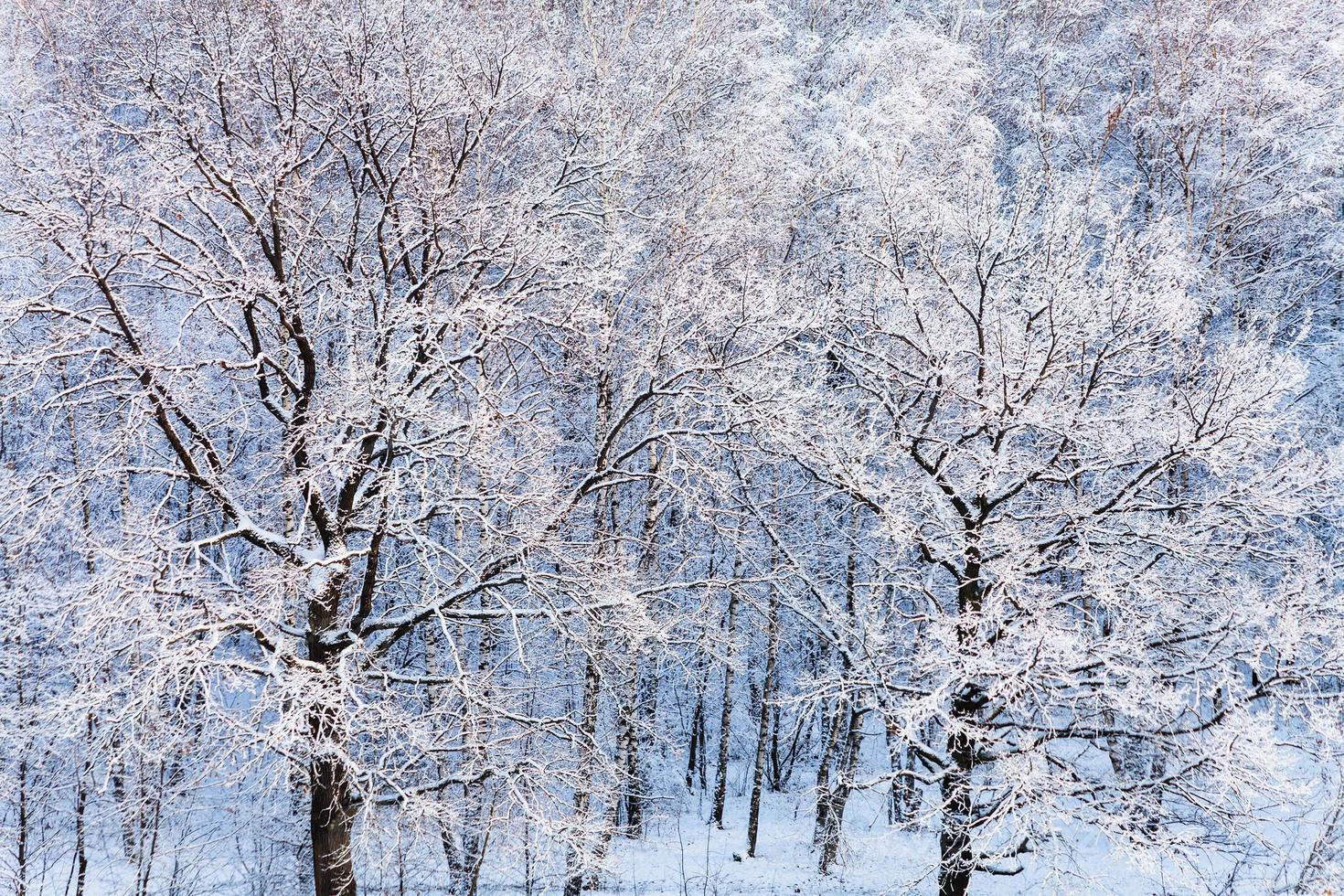 snö ek träd i skog i vinter- dag foto