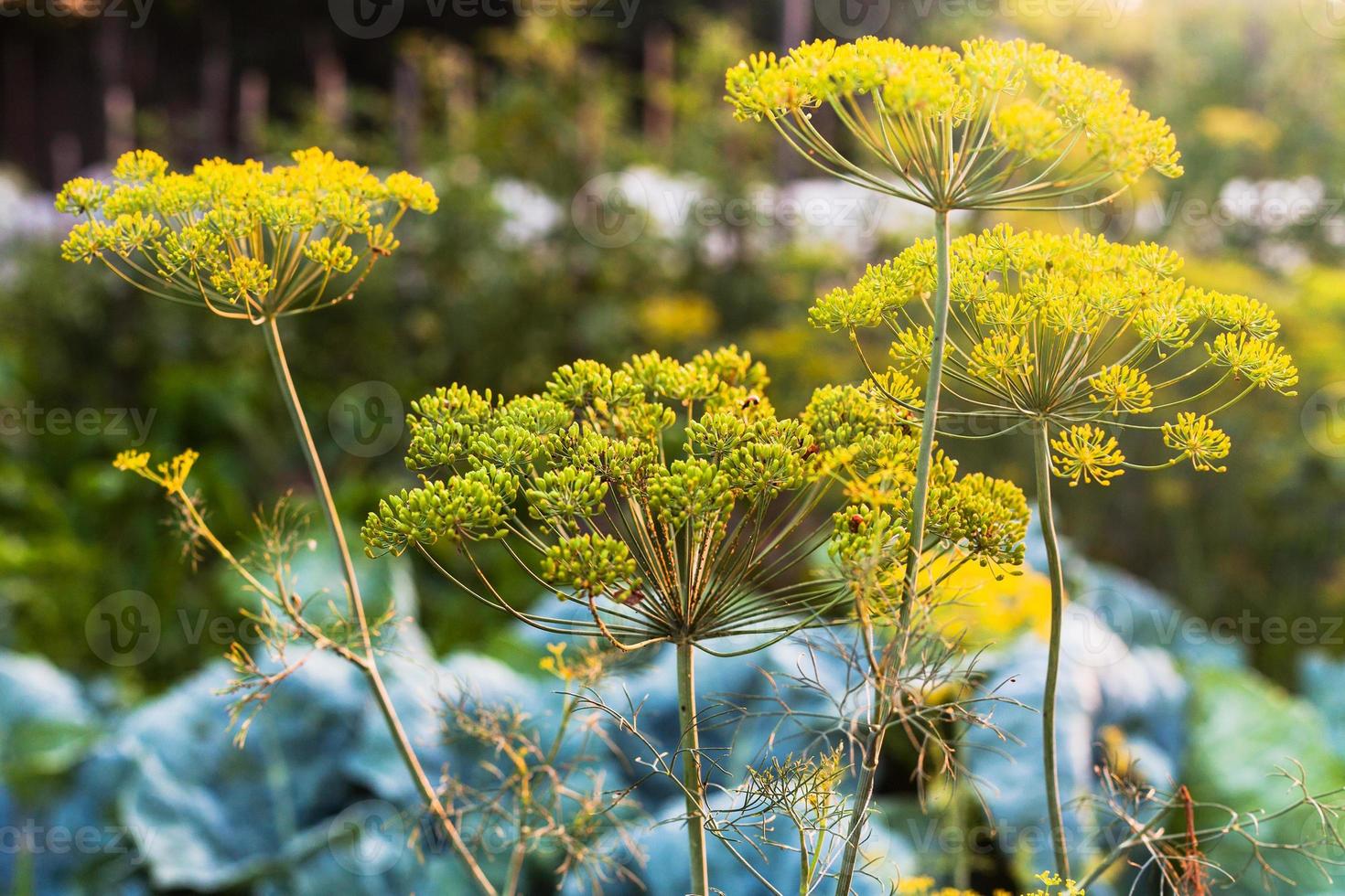 blomställningar av dill upplyst förbi kväll Sol foto