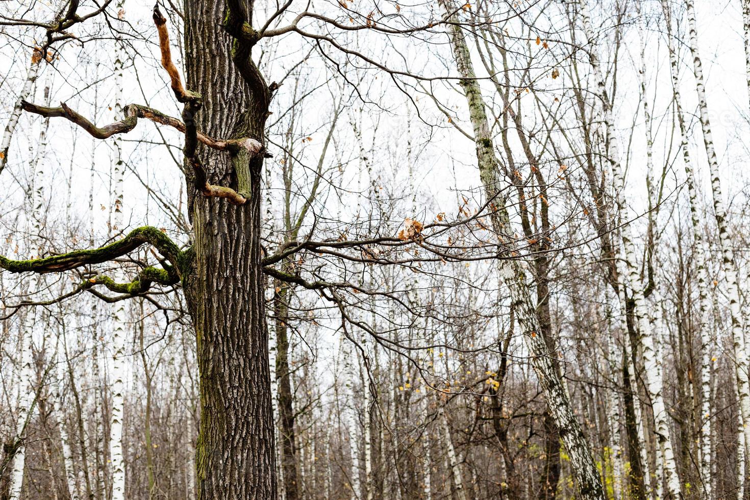 ek träd och björk lund på bakgrund i skog foto