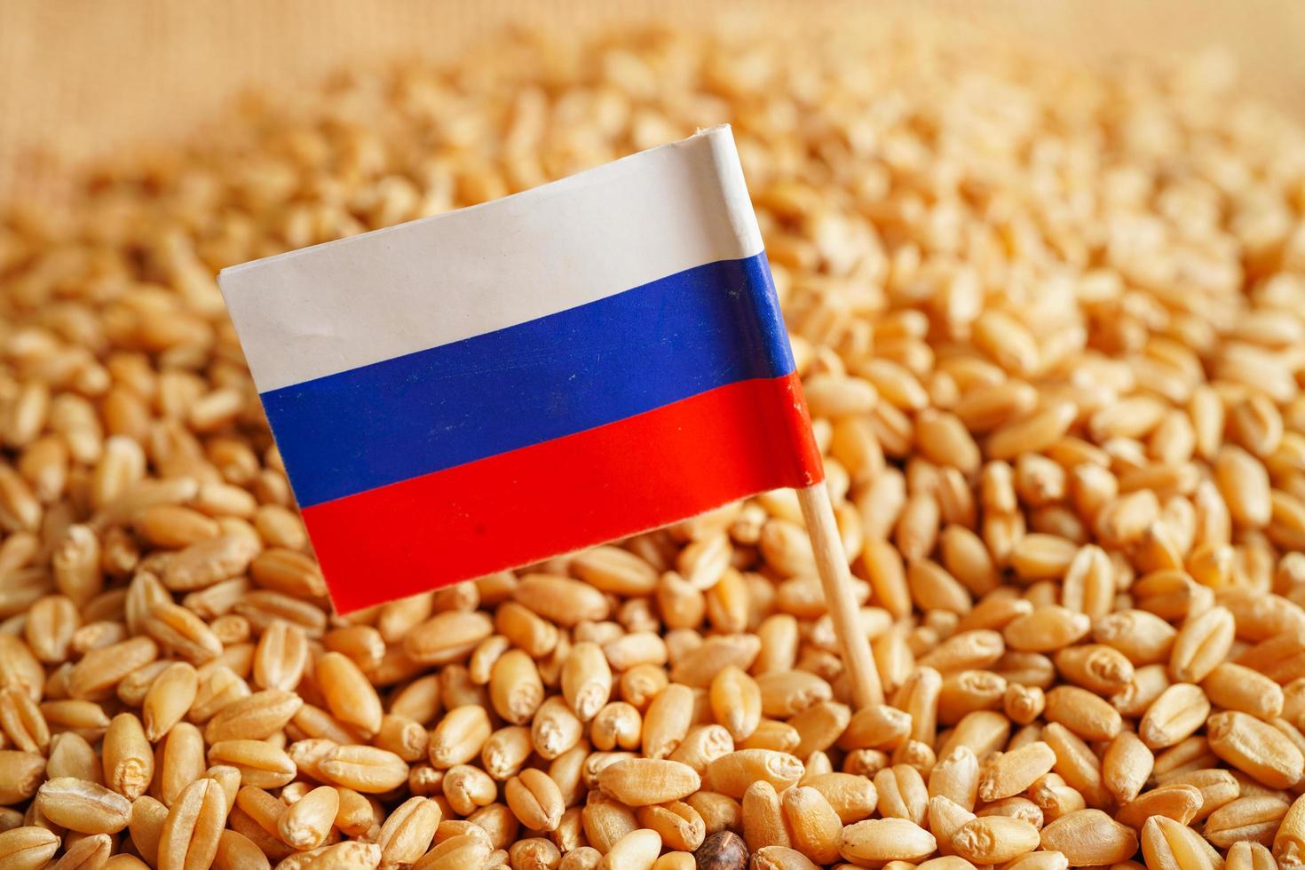 Ryssland på spannmålsvete, handelsexport och ekonomikoncept. foto