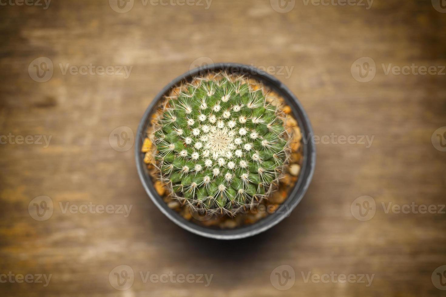 kaktus på träbord. foto