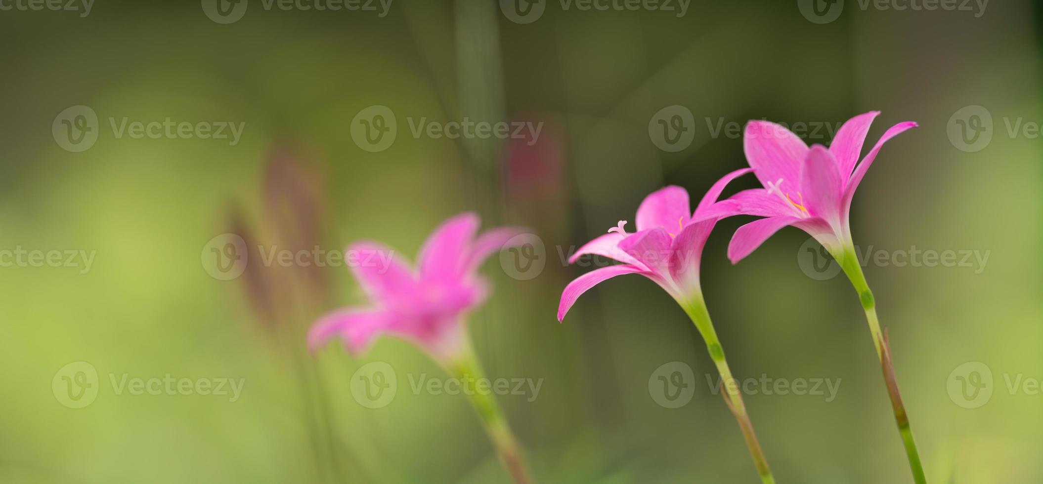 närbild av rosa lila blomma under solljus med kopia Plats använder sig av som bakgrund naturlig växter landskap, ekologi tapet omslag sida begrepp. foto