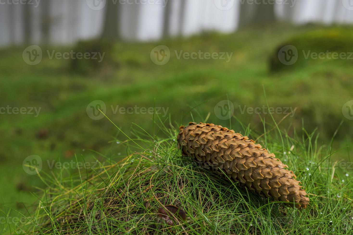 gran skog med dimma foto