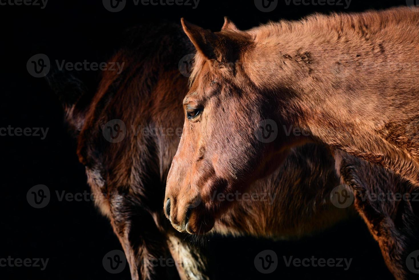 stänga upp av en ljus brun häst med dess huvud och nacke, i främre av annan häst och mot en mörk bakgrund foto