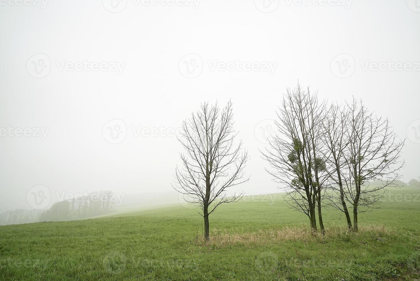 ensam torr träd foto