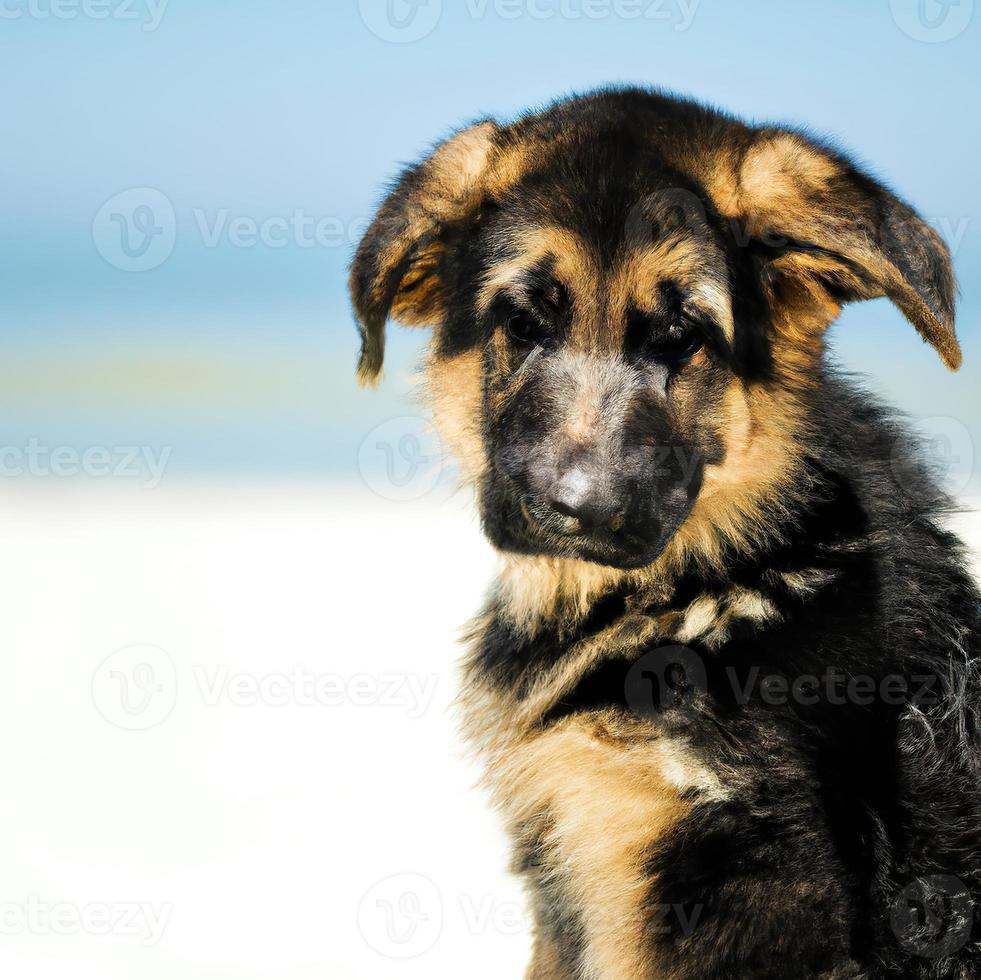 söt valp hund med grön gräs bokeh bakgrund premie Foto